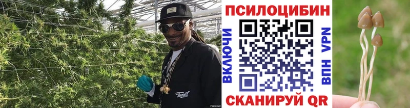 Галлюциногенные грибы Cubensis Мариинский Посад