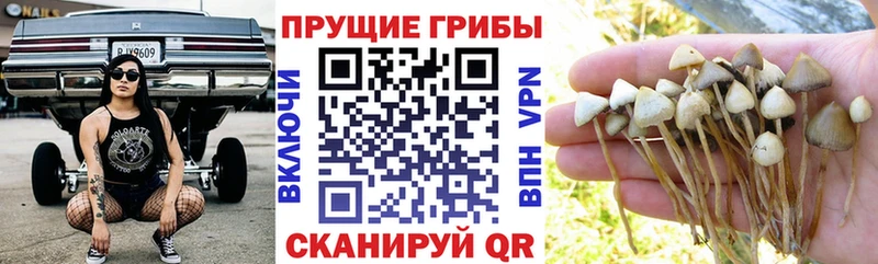 Псилоцибиновые грибы Psilocybine cubensis Мариинский Посад